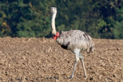 Nandu 2017 2k_9439