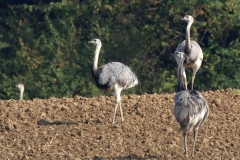 Nandu 2017 2k_9460