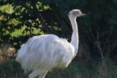 Nandu 2017 2k_9497