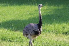 Nandu 2017 2k_9512