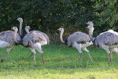 Nandu 2017 2k_9516