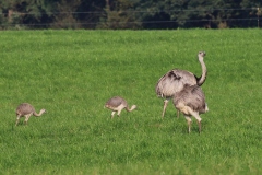 Nandu 2017 2k_9577
