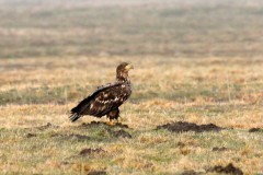 073 2710 Seeadler 4k