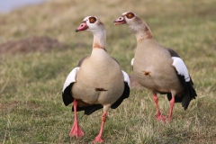 074 2621 Nilgänse 4k