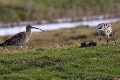075 2473 Grosser Brachvogel 4k