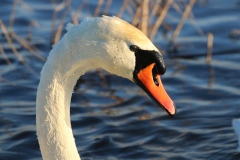 081 2961 Höckerschwan 4k