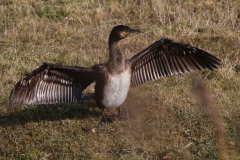 097 2338 Cormoran 4k