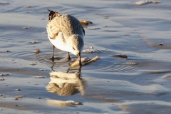 112 1936 Sanderling 4k