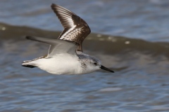 118 3584 Sanderling im Flug 4k