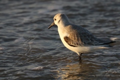133 2074 Sanderling 4k