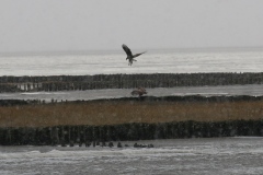 144 3859 Seeadler im Schnee 4k