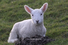 153 2519 Lamm Ostern 4k