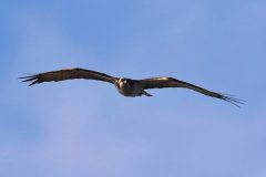 DCJ_2774_4k-Luminar-scaled