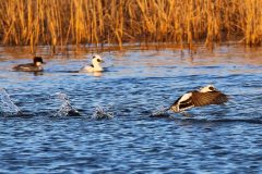 Zwergsäger "läuft" über Wasser