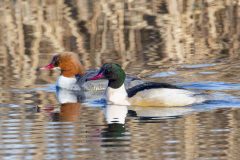 12-R5II0522_XD2s-4k-scaled