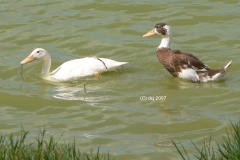 115 Ducks Tejina Ponds 2007 08