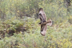116 Teno 2010 Mäusebussard