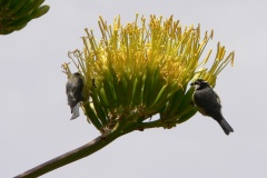 125 Agave Meisen