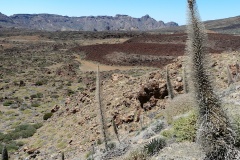 306 Teide Roter Teidenatternkopf