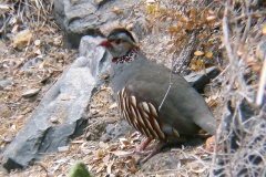 408 Felsenhuhn Barbary Partridge Alectoris barbara