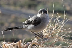 419 Shrike Südlicher Raubwürger 2011