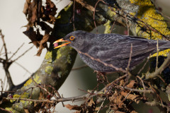 Am-R5II6990_DxO9-XD2s-4k