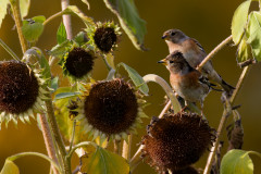 Be-R5II4450_DxO9-Bergfink-4k