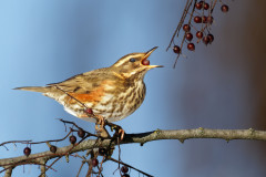 Ro-R5II6591_DxO9-XD2s-4k