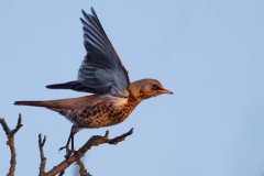 Ro-R5II9941DxO8-1-4k