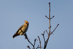 Se-R5II1533_DxO9-XD2s-4k