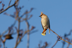 Se-R5II1581_DxO9-XD2s-4k_1