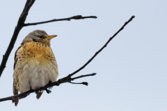 Wa-R5II1244_DxO9-XD2s-4k