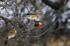 Wa-R5II1337_DxO9-XD2s-4k