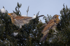 Wa-R5II3180_DxO9-XD2s-4k