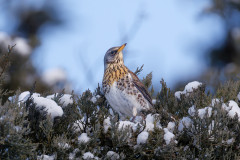 Wa-R5II3857_DxO9-XD2s-4k