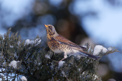 Wa-R5II4088_DxO9-XD2s