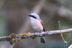 846A7430-Neuntoeter-4k