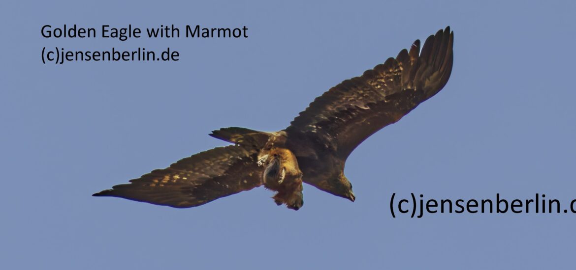 Steinadler schlägt Murmeltier