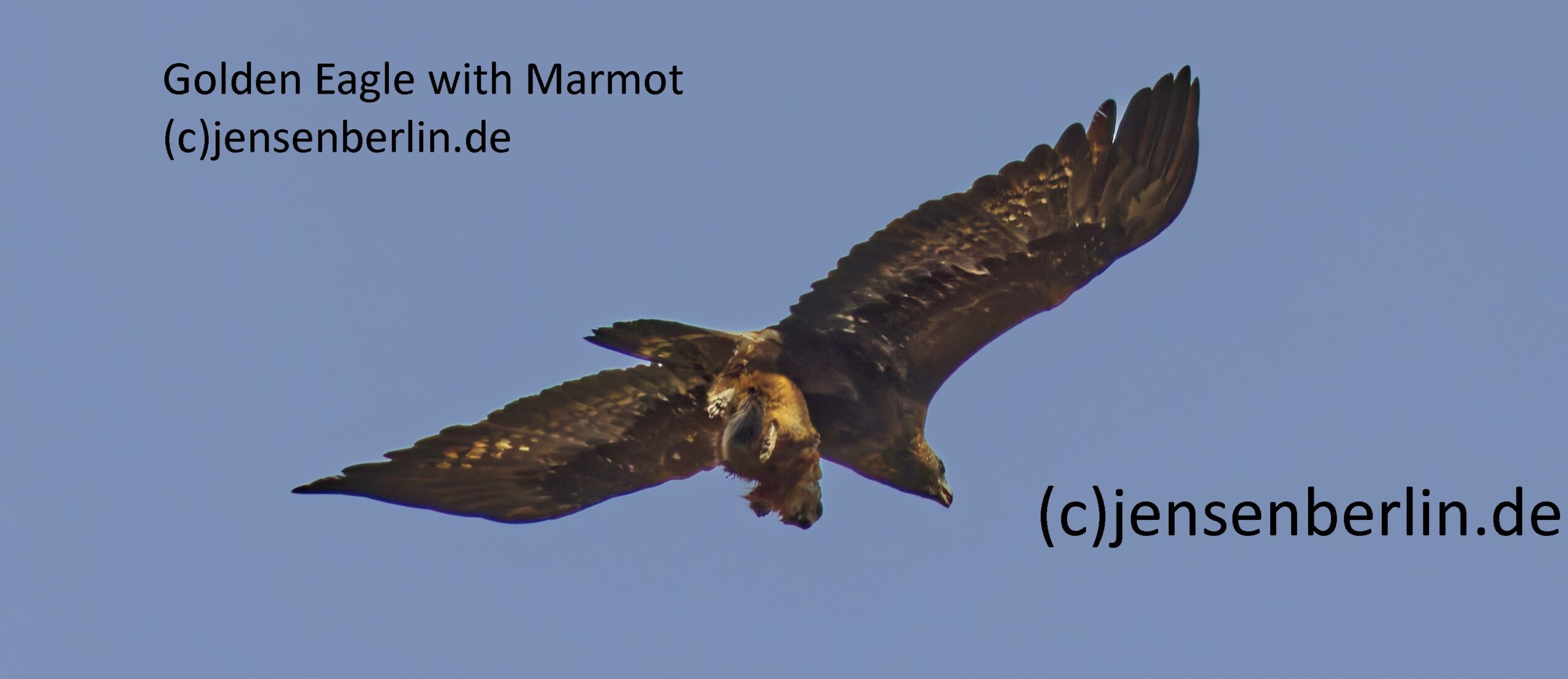 Steinadler schlägt Murmeltier