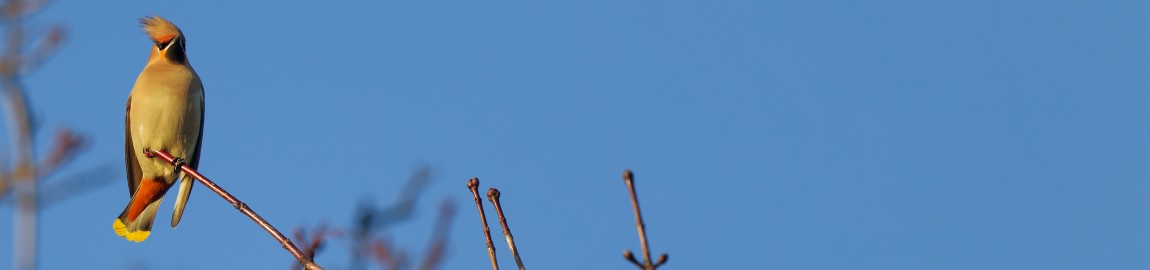 Wintergäste Stadt Land